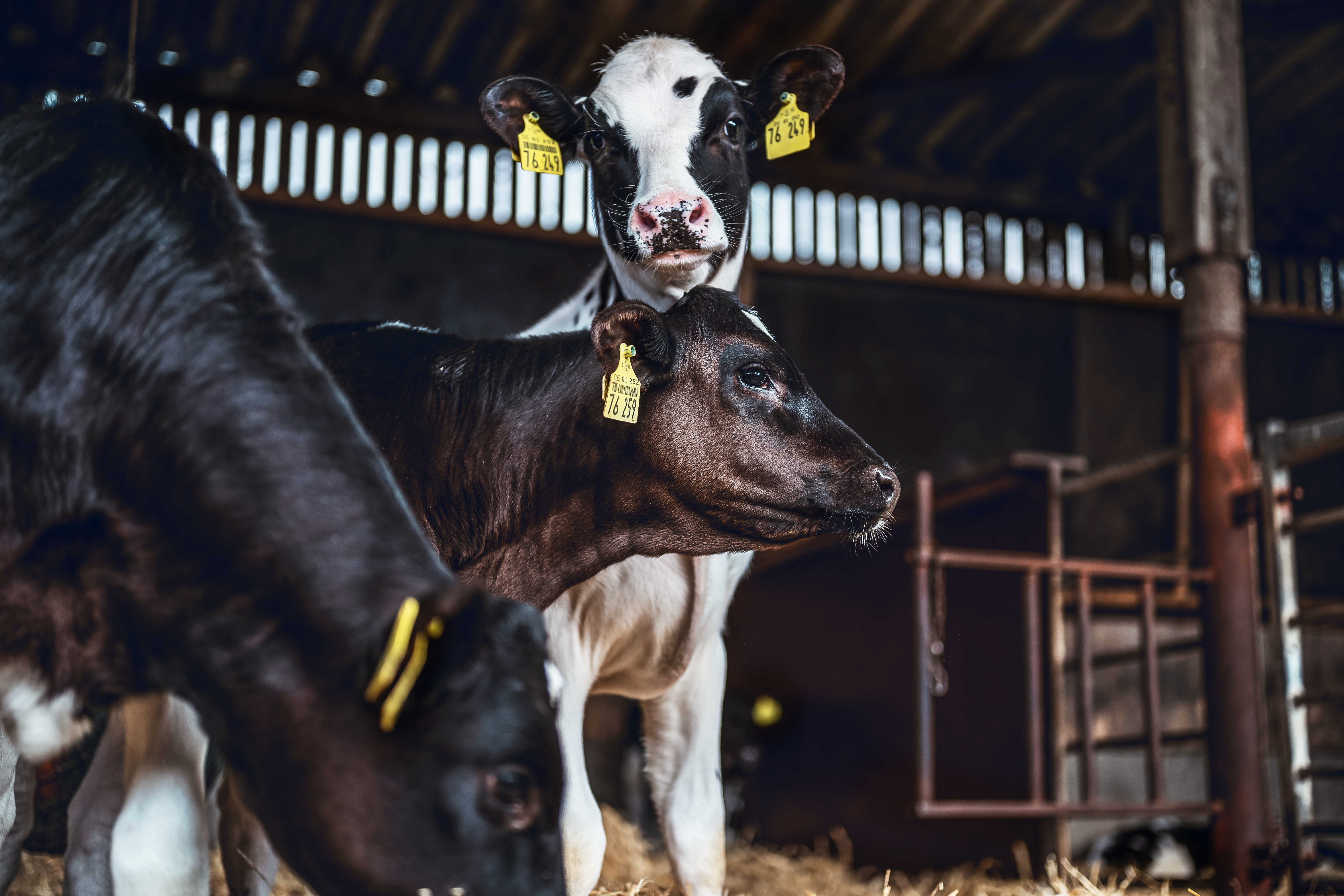 Carbo-FORCE Anlage bei einem Milchkuhlandwirt
