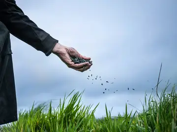 Pflanzenkohle in der Hand von Carbo-FORCE Mitarbeiter