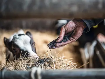 Hand full of biochar as feed additive for cows